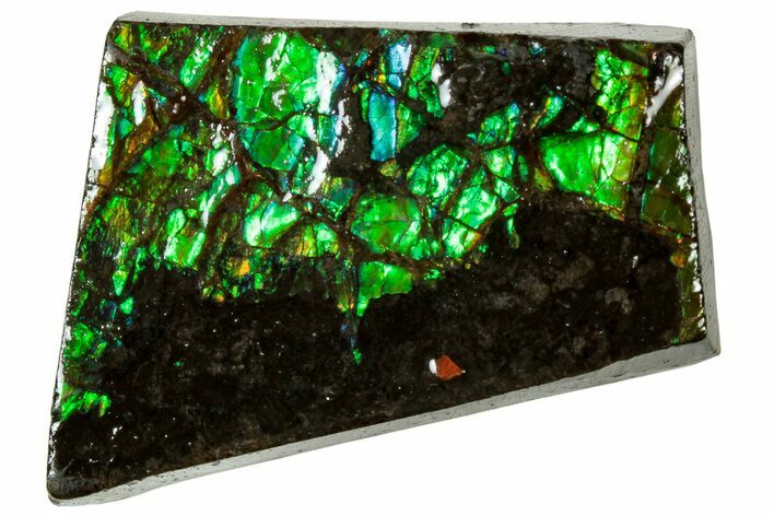Iridescent Ammolite (Fossil Ammonite Shell) - Alberta #311367
